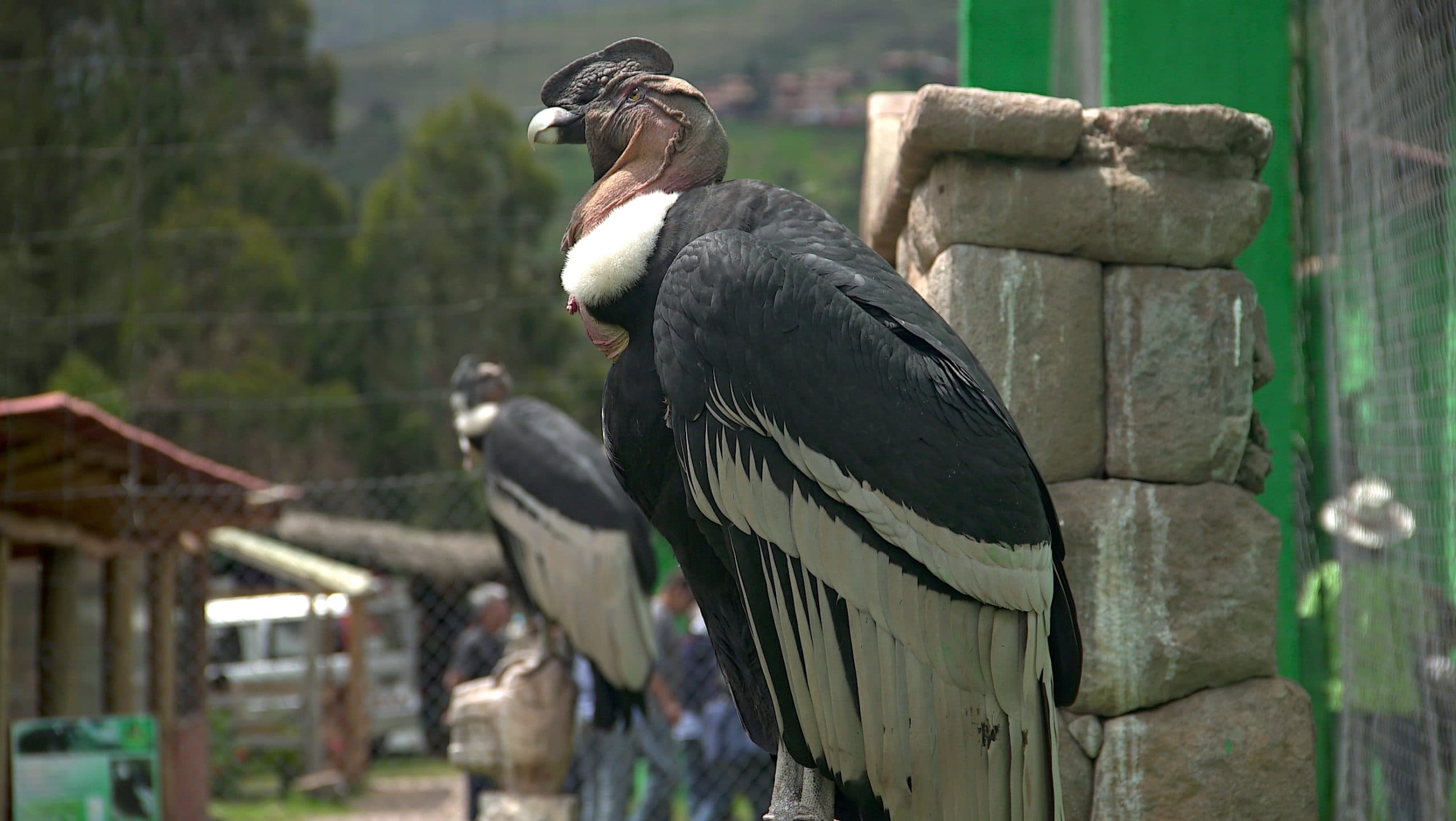 Andean Condor at Cochahuasi Animal Sanctuary