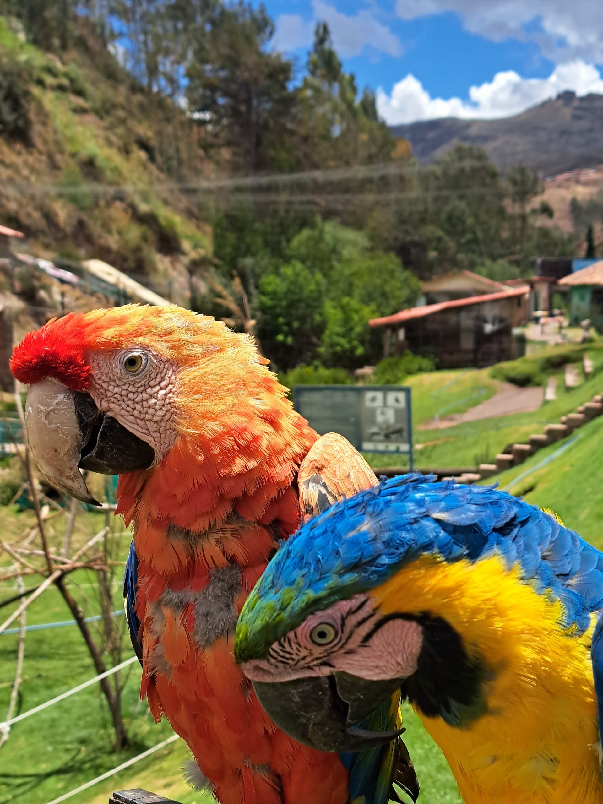 Colorful macaw at Cochahuasi Animal Sanctuary