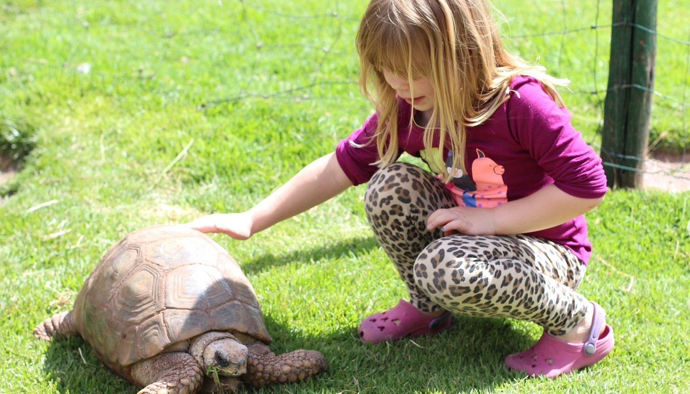 Rescued wildlife at Cochahuasi Animal Sanctuary