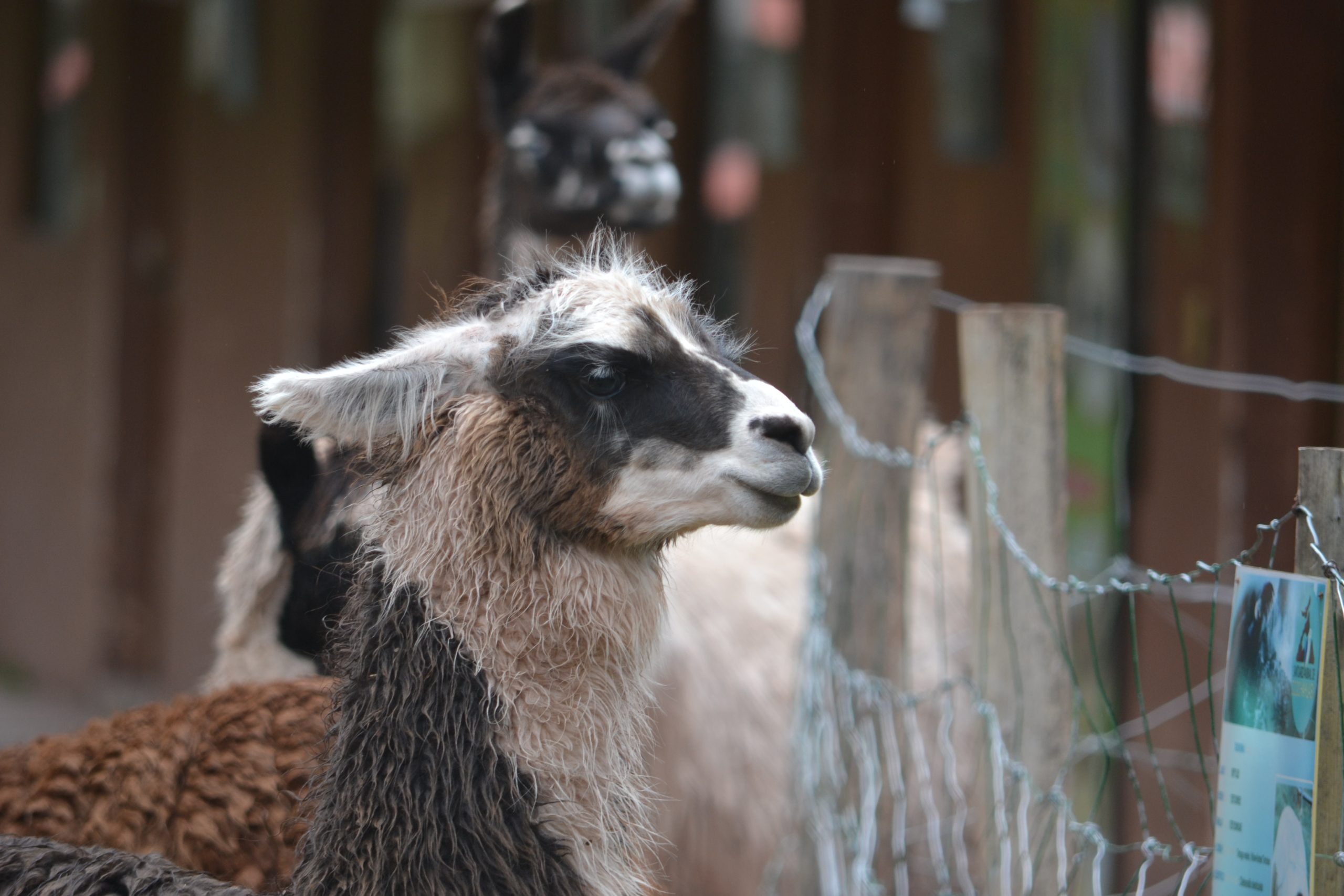 Llama and alpaca at Cochahuasi Animal Sanctuary