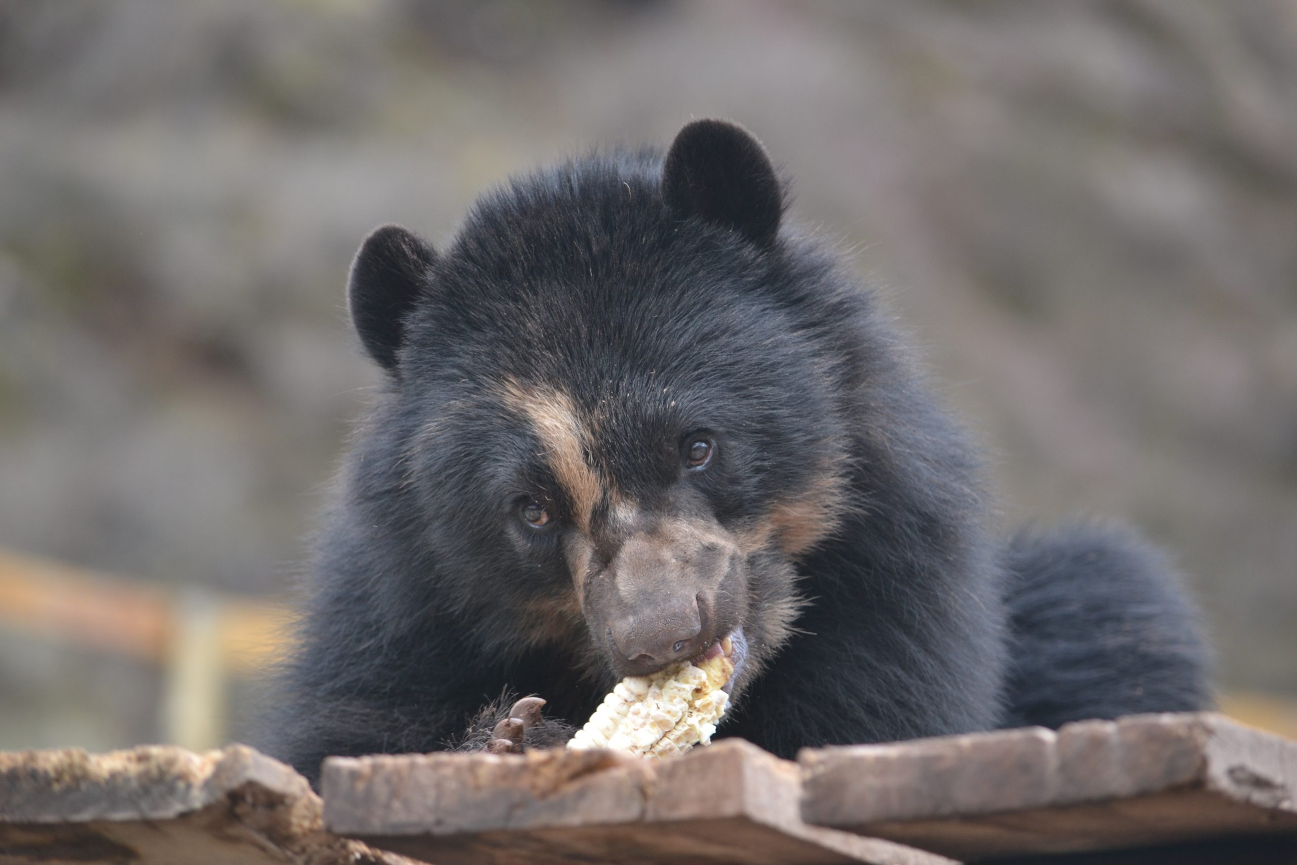 Andean bear at Cochahuasi Animal Sanctuary
