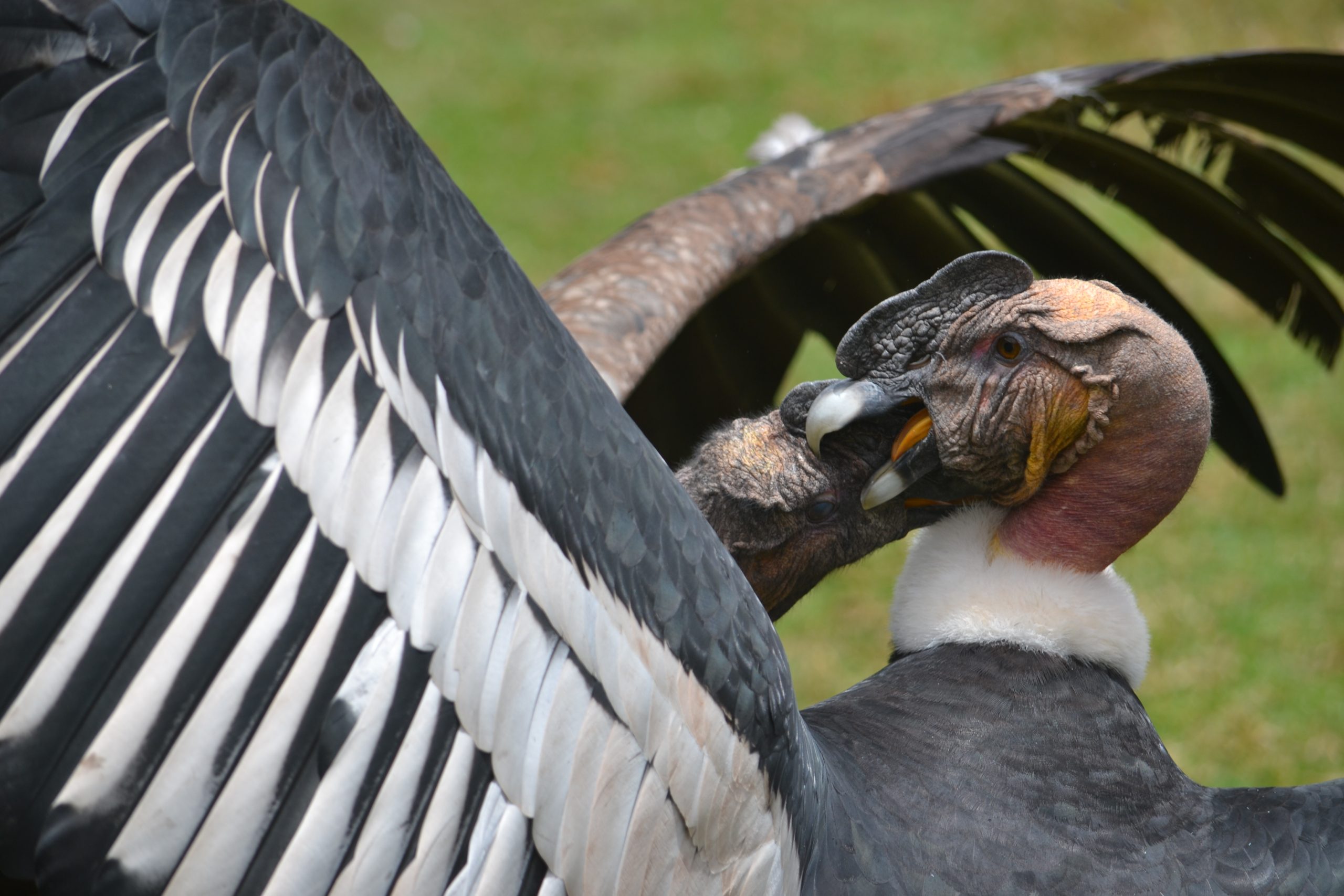 Andean condor at Cochahuasi Animal Sanctuary